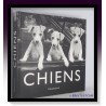 SUARES : Chiens