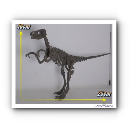 Figurine les animaux préhistoriques - Squelette Dinosaure Vélociraptor