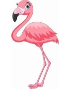 FLAMANT ROSE