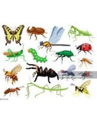 INSECTES